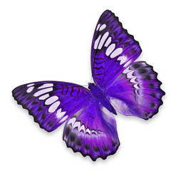 Purple butterfly