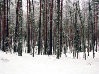 Fototapeta premium Winter forest