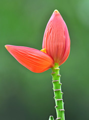 Banana flower