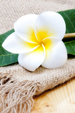 plumeria