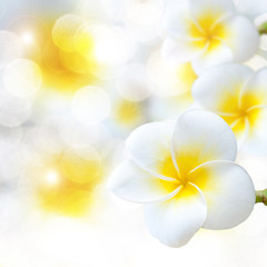 plumeria