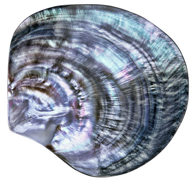 Big colorful seashell