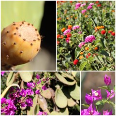 Vegetazione mediterranea