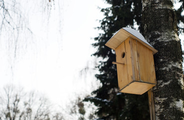 Starling house on a birch