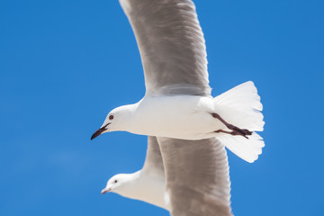 Seagull