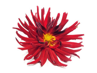 dark red dahlia flower