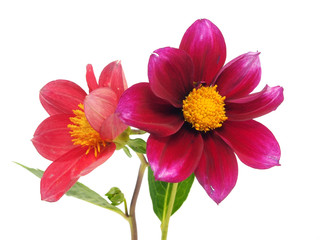 dahlia flower