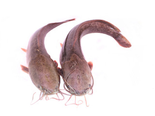 catfish