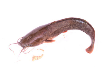 catfish