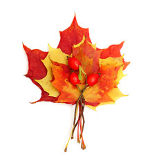 Fototapeta premium Maple leaf - autumn concept