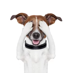 Foto auf Acrylglas Lustiger Hund Verstecken von Augenhund