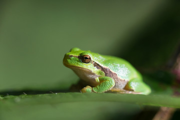 Obraz premium Tree frog Hyla arborea