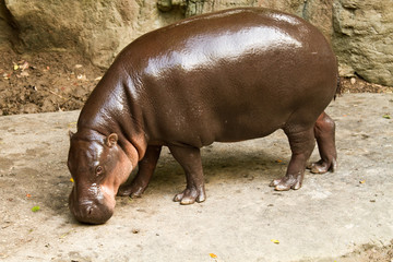 hippo eat grass in nightsafari chiangmai Thailand