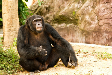 chimpanzee  sitting peacefully, in nightsafari chiangmai Thailan