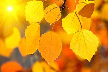 Hintergrund der Herbstblätter.