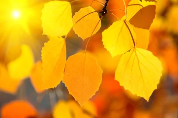 Foto auf Acrylglas Herbst Hintergrund der Herbstblätter.
