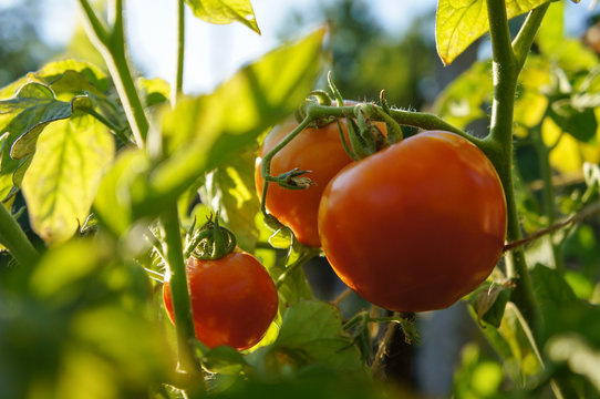 Tomato growing in a garden