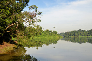 Obraz premium Reflection of green forest on lake in morning