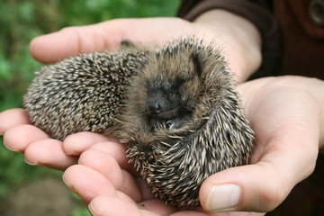 verwaiste igel