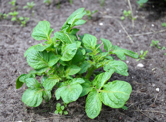 Single potato bush in a natural scene