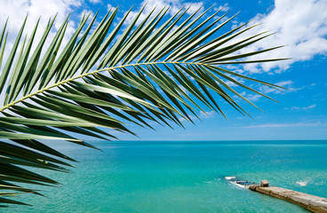 Fototapeta na wymiar Palm branch with beautiful sea and sky on background