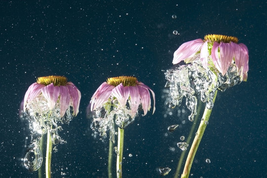 Fototapeta flower and bubbles in dark blue water