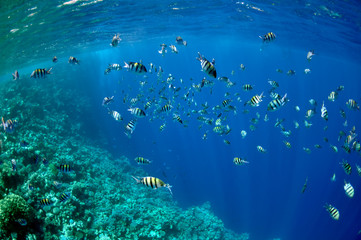Fototapeta na wymiar Rafa koralowa i ryby abudefduf nad Morzem Czerwonym w pobliżu miejscowości Dahab