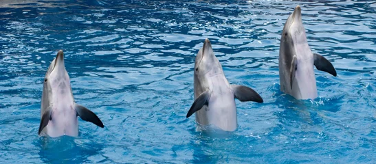 Printed kitchen splashbacks Dolphins Standing dolphins