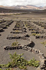 Weinanbau auf Lanzarote