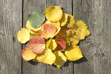 Yellow leaves on the table