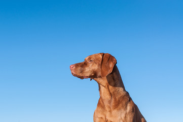 Staring Vizsla dog with blue sky