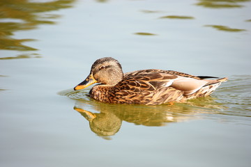 Stockente (Anas platyrhynchos), Weibchen