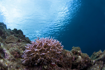 Fototapeta na wymiar サンゴと青い海