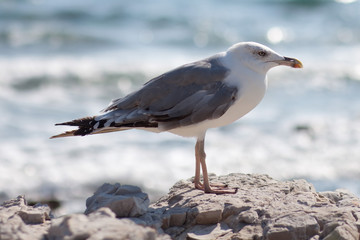 seagull