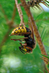Wasp