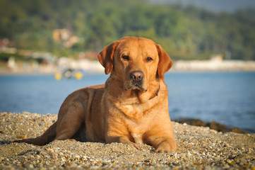 Labrador on beach
