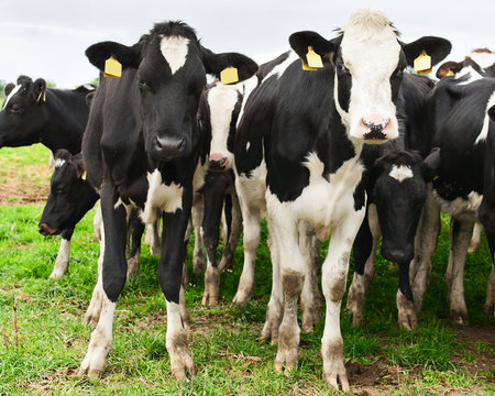 Herd of inquisitive Holstein cows