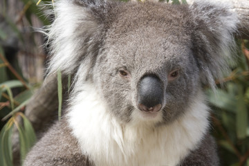 Naklejka premium Koala sits in the Eucalyptus, Australia