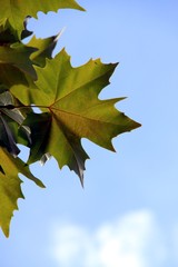 Fototapeta na wymiar Blätter