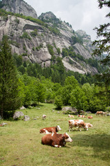 Fototapeta na wymiar pastwiska w Val di Mello