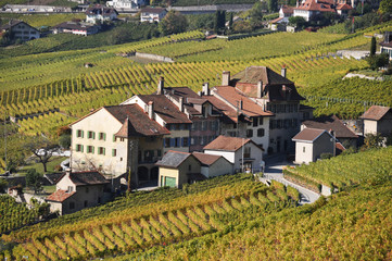 Vineyards in Lavaux region at Geneva lake, Switzerland