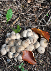 mushrooms in the forest