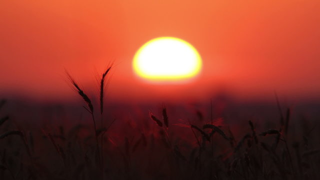 ears of wheat at sunset - timelapse