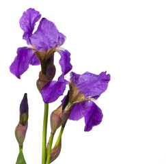 Iris fleur violette