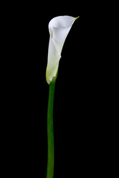 White calla lilies