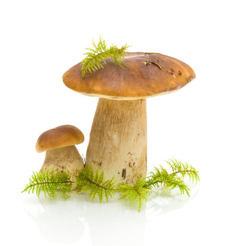 mushrooms and moss on white background
