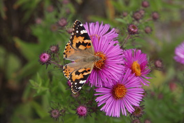Fototapeta na wymiar Painted Lady na purpurowy kwiat