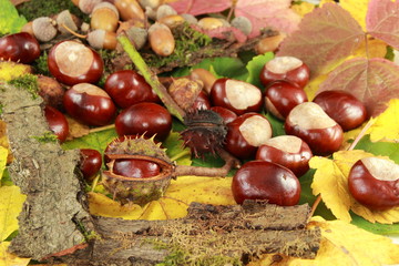 Herbstzeit