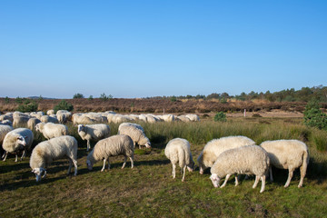 Fototapeta premium Sheep in Holland