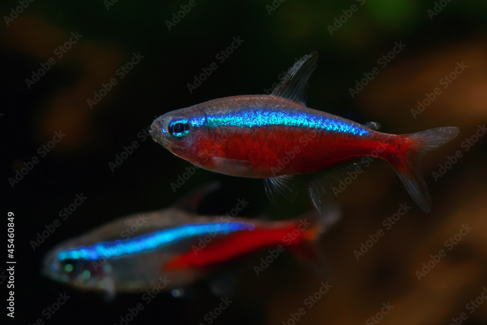 Wall mural cardinal tetra fish